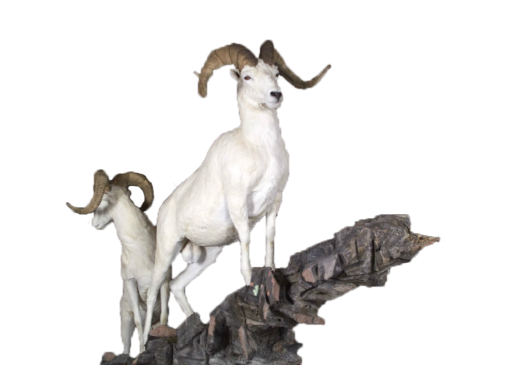 Bridge Rams