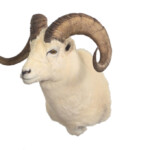 Shoulder Mount Ram