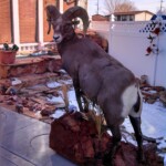 Life Size Ram