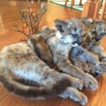 Life Size Mountain Lion Kittens mount by Bridge Taxidermy Here kitty kitty!